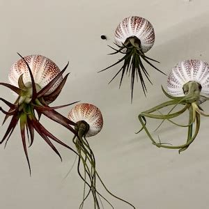 Floating Jellyfish In A Rare Colourful Cornish Sea Urchin Shell With