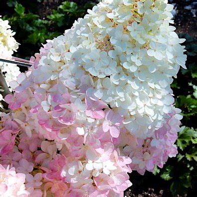 Гортензия метельчатая 'Мэджикал Эндс' / Hydrangea paniculata 'Magical ...