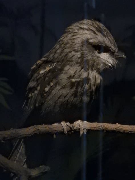 Tawny Frogmouth Zoochat