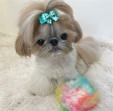 So Cute Shih Tzu Puppy Shih Tzu Puppies