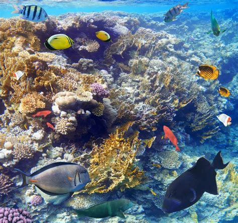 Underwater Marine Life Of The Red Sea And Blue Sky Colorful Cor