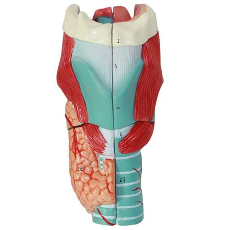 Buy Human Throat Model Pharynx Larynx Anatomical Chart Human Larynx