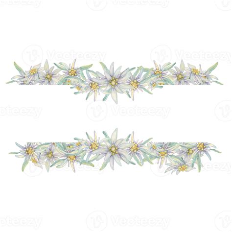 template  blank space  edelweiss flowers hand drawn watercolor