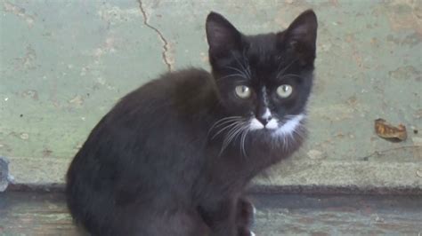 НЕМНОГО ПОЗИТИВА- КОТ МАТРОСКИН !!! - YouTube