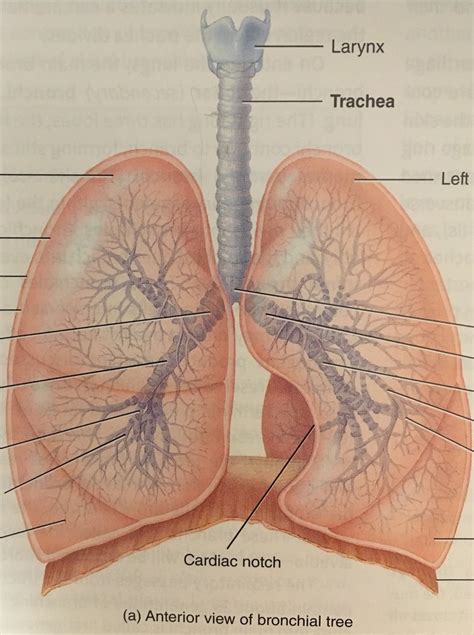 Branching Of Bronchial Tree Diagram Quizlet