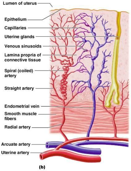 Associate Degree Nursing Physiology Review Physiology Reproductive