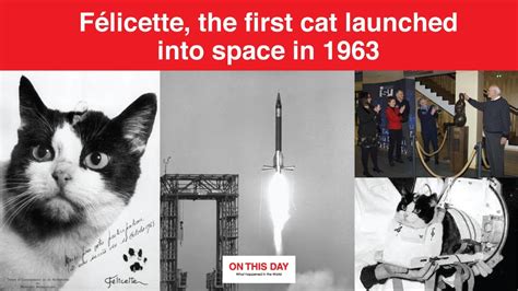 Félicette, the first cat launched into space in 1963 - On This Day : r ...