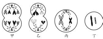 下图为某二倍体生物体细胞分裂的模式图.下列叙述正确的是( )A．乙为初级精母细胞.含8条染色单体B．甲处在有丝分裂后期.含8条染色体.有同源