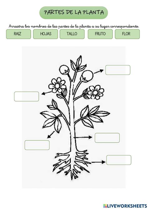 Partes de la planta online worksheet 