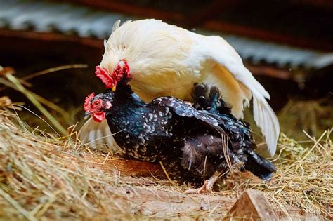 Do Chickens Have Sex To Lay Eggs Chicken Mating Explained