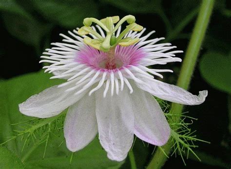 Необычные растения с неприятными и странными названиями | Garden plants ...