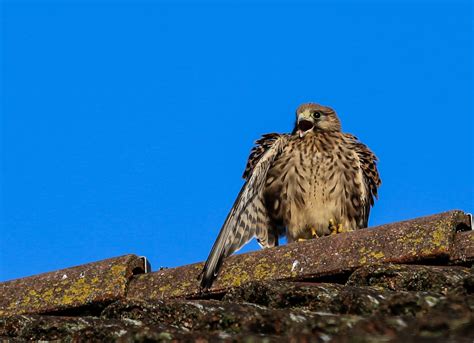 Crécerelle Oiseau Oiseaux De Proie Photo gratuite sur Pixabay Pixabay