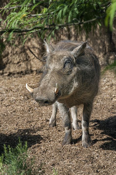 Warthog San Diego Zoo Wildlife Alliance Flickr