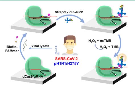 Figure From Colorimetric Detection Of Sars Cov And Drug Resistant