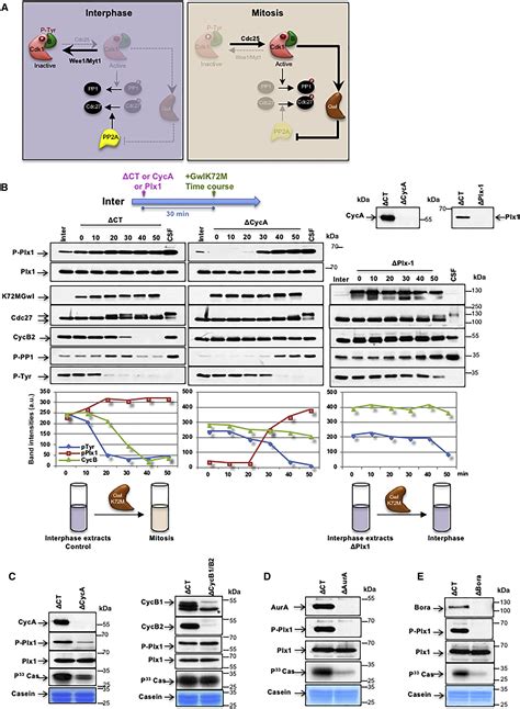 Cyclin A Cdk1 Dependent Phosphorylation Of Bora Is The Triggering