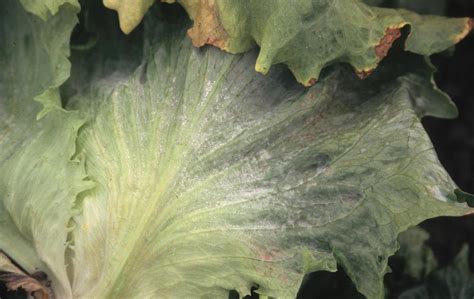 Lettuce | Diseases and Pests, Description, Uses, Propagation