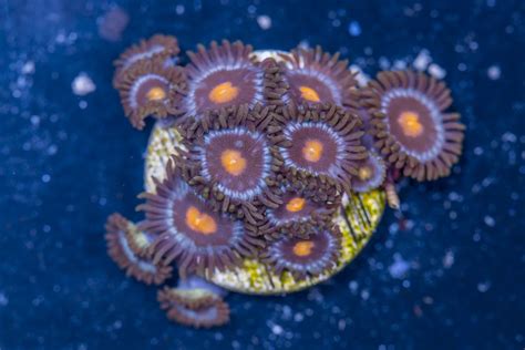 Shop Zoanthids Blowpop Reeftopia Australia S Source For Premium