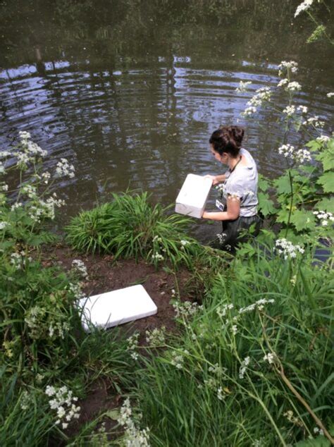 Releasing The Eels Bristol Avon Rivers Trust