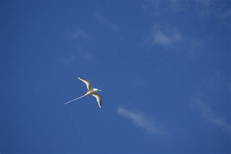 Free Images Sea Nature Bird Wing Cloud Sky White Wind Seabird