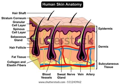 Human Epidermal Cells Diagram