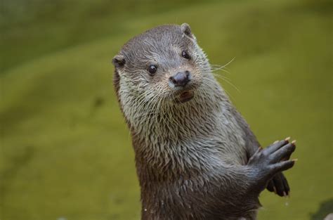 Care For Us - Asian Small Clawed Otter | Wild Welfare