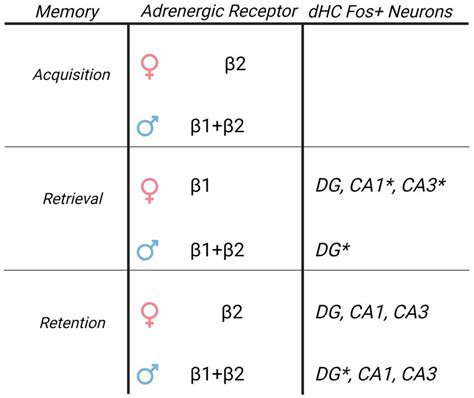Frontiers Sex Differences In Hippocampal Adrenergic Receptor Subtypes Drive Retrieval
