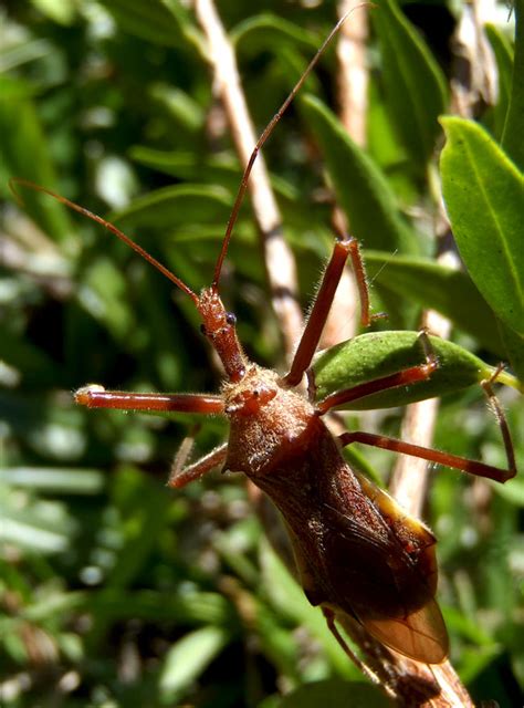 Bee Killer Assassin Bug