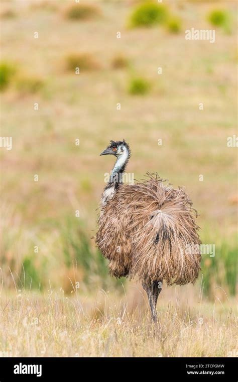 emu species dromaius novaehollandiae  res stock photography