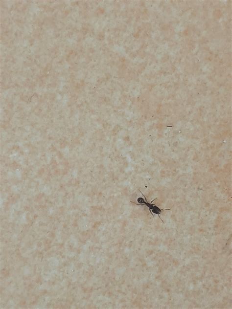 does anyone know the species of this ant. the ant is very small. i ...