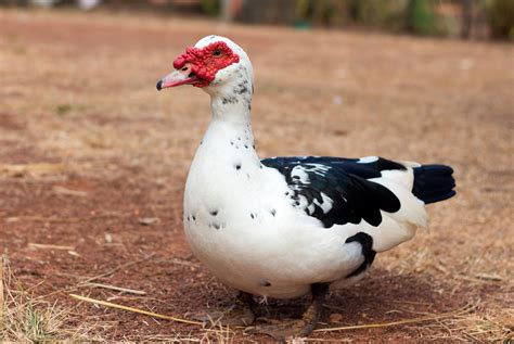 Muscovy Duck Cairina Moschata Diet Habitat And Behaviour