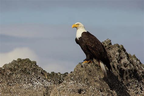 Bald Eagle On Rock Photograph By Stephanie Jurries Pixels