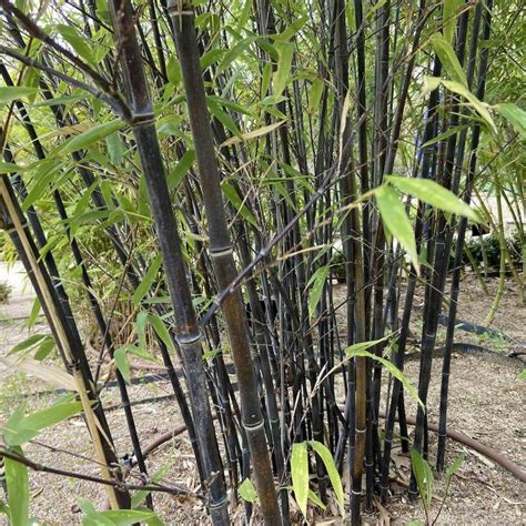 Phyllostachys nigra Bambù nero Vendita Piante Online