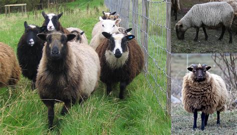 Discover Sheep Breed Diversity A Comprehensive Guide