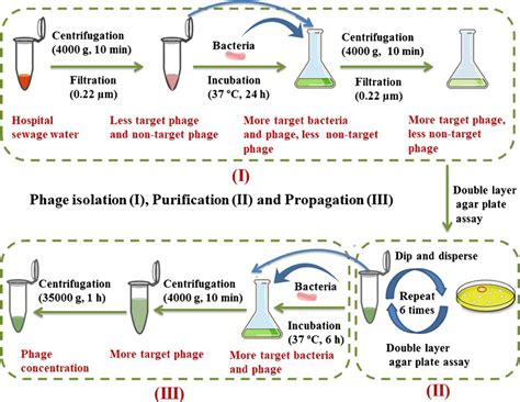 Step By Step Illustration Of Phage Isolation Step I Is The Isolation