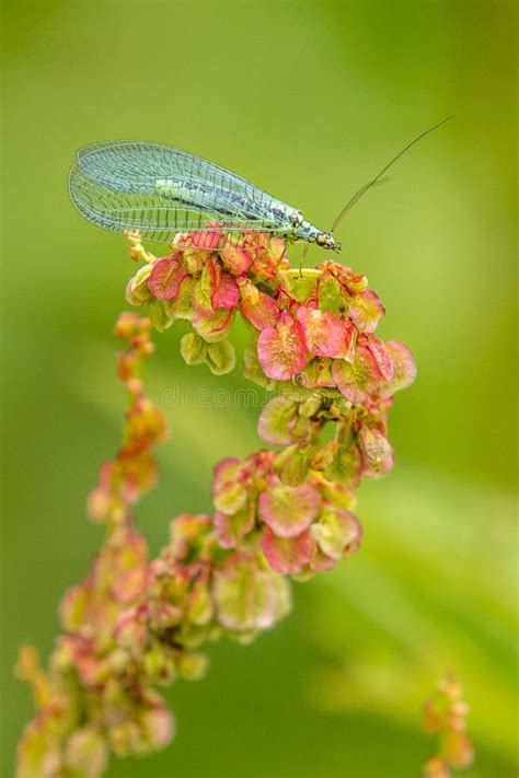 Lacewing Chrysoperla Carnea Stock Photo Image Of Garden Colorful