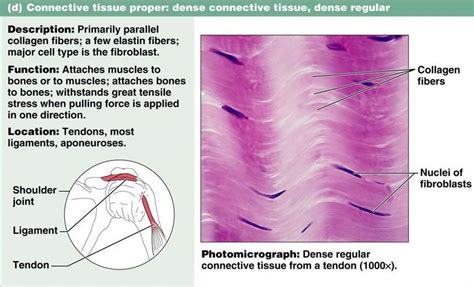 Fibrous Connective Tissue Location at Clarence Conklin blog