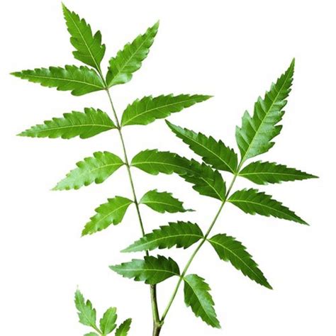 Green Natural Neem Leaves Grade Standard Medicine Grade Packaging