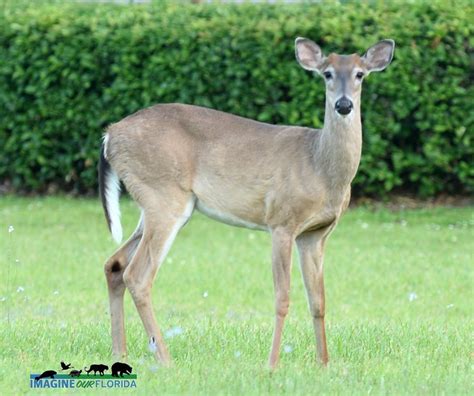 White-tailed Deer | Imagine Our Florida, Inc