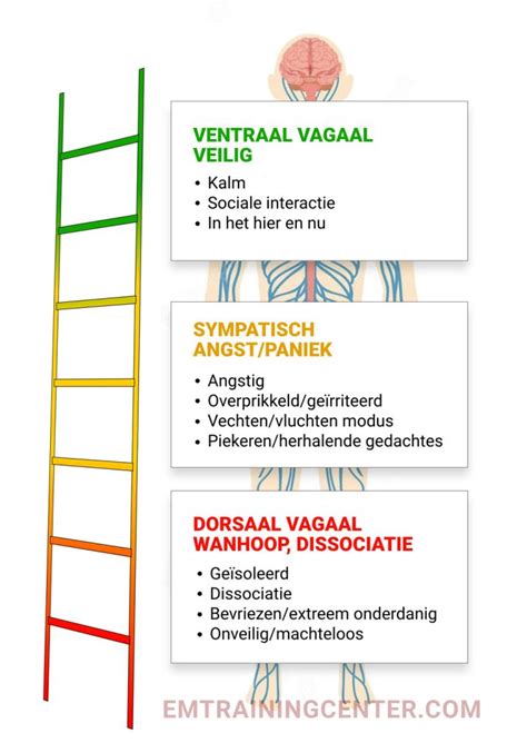 De Polyvagaal Theorie Uitgelegd Praktische Voorbeelden