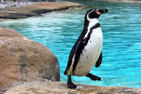 New Penguin Exhibit Opening At Chicago's Lincoln Park Zoo | WGLT
