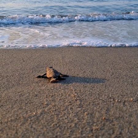 Stabilito Il Nuovo Record Di Nidificazioni Di Tartarughe Marine In