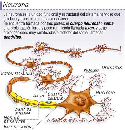 Sistema Nervioso Creado Desde Un Mapa Mental Note