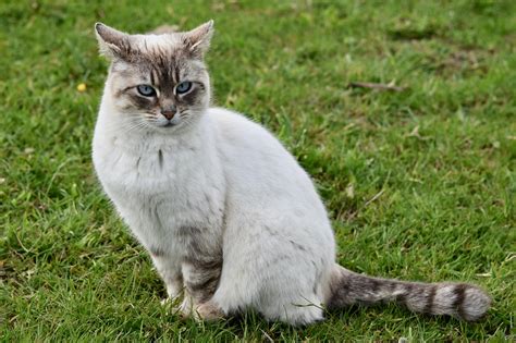 500 Free Pussy Cat Images Pixabay