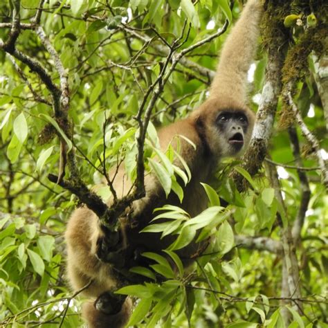 Mata Atl Ntica O Hotspot De Biodiversidade Brasileiro Legado Das Guas