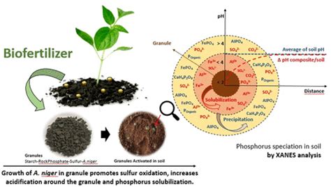 Smart Fertilization Based On SulfurPhosphate Composites Synergy Among