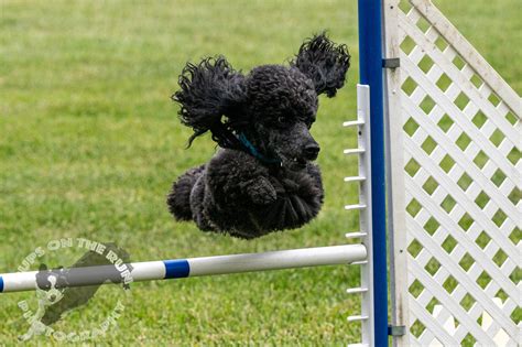 german shepherd club vista    pups   run