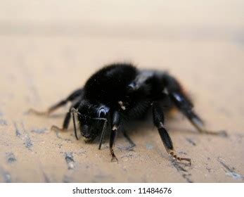 Male Johnsons Jumping Spider Phiddipus Johnsoni Stock Photo