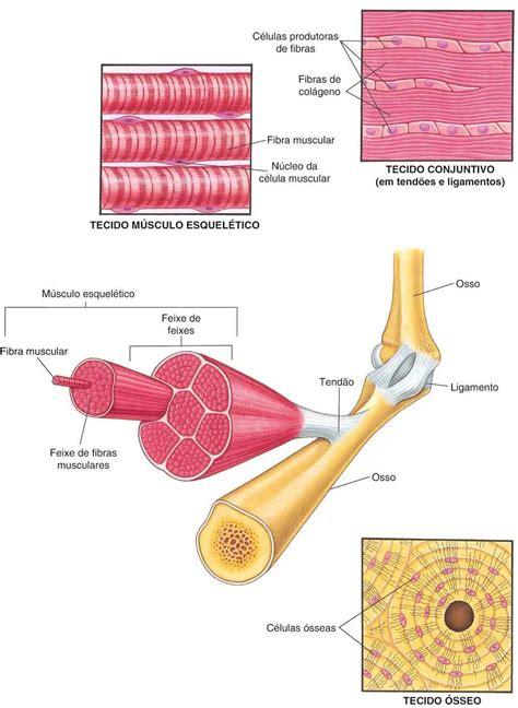Ligamentos - Ligamentos - Manual MSD Versão Saúde para a Família