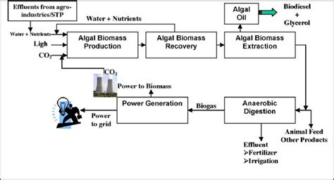 A Conceptual Process Biorefinery Based For Producing Microalgal