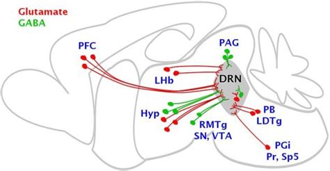 Brain Regions Sending Glutamate And Gaba Axon Projections To The Drn